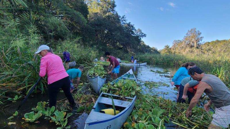 Water lettuce being removed from a river.